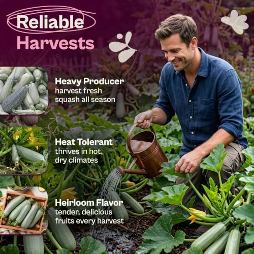 SVI 50 Grey Zucchini Heirloom Vegetable Seeds Cucurbita Pepo Home Garden - Image 3