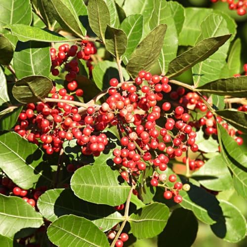 Upright Yaupon Holly Bush Live Plant, Hedge Shrub Plant, 4-6 Inch Tall - Image 3