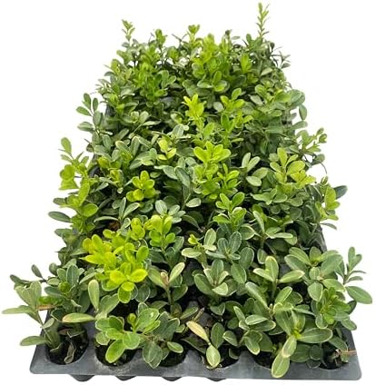 ragnaroc Japanese Boxwood 2-4" (Buxus microphylla VAR. Japonica) 1ct - Live Plant for Indoor Outdoor Use, Garden & Landscaping - Live Arrival Guaranteed - Image 5