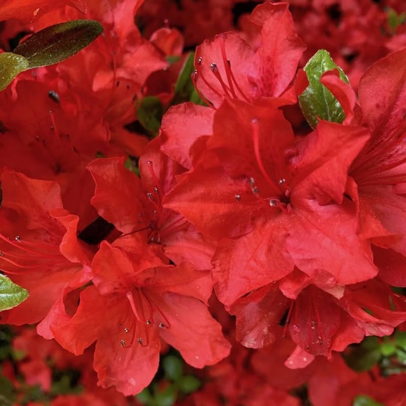 Red Rhododendron Live Plant, Blooming Bush Plant, 4 Inch Tall, 4 Inch Pot by HILROQG