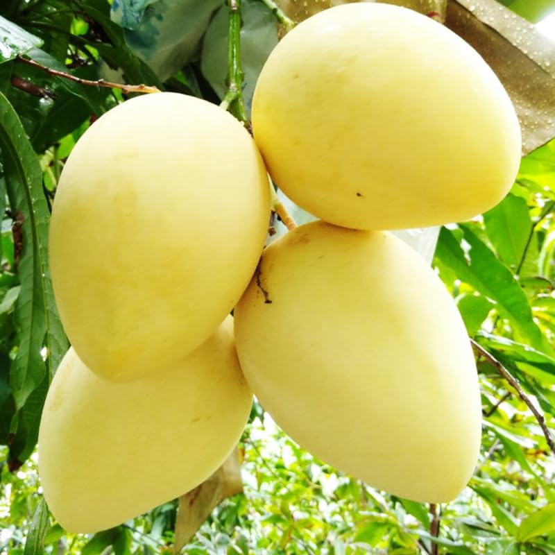 Lemon Mango Tree Live Plant, Tropical Fruit, 3 Gallon Pot - Image 4