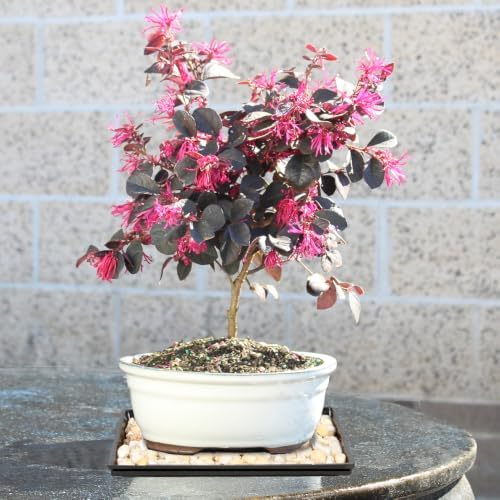 Brussel's Bonsai - Medium Live Bonsai Tree with Tray, Potted Indoor Plant - Image 7