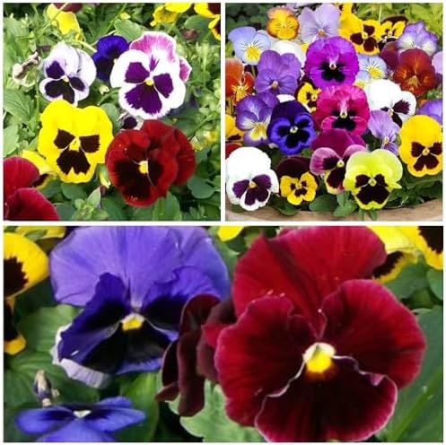 Seed Needs Swiss Giants Pansy Seeds to Plant a Mixture of Flowers 1 Pack - Image 5