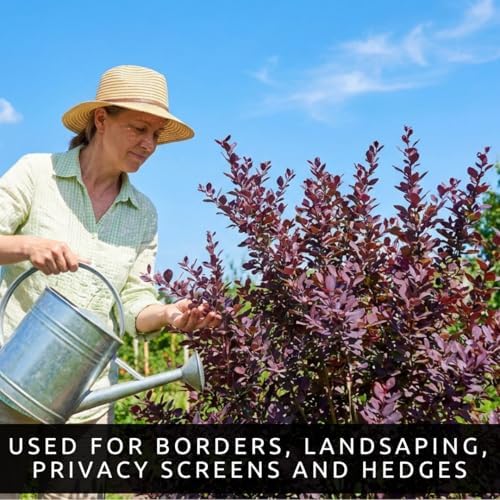 Purple Sand Cherry Live Plants - 3 Pack Bare Root Flowering Shrubs - Ornamental Prunus Cistena Bushes - Pink Spring Blooms & Purple Foliage - Hardy Landscape Privacy Plants (3 Saplings) - Image 6