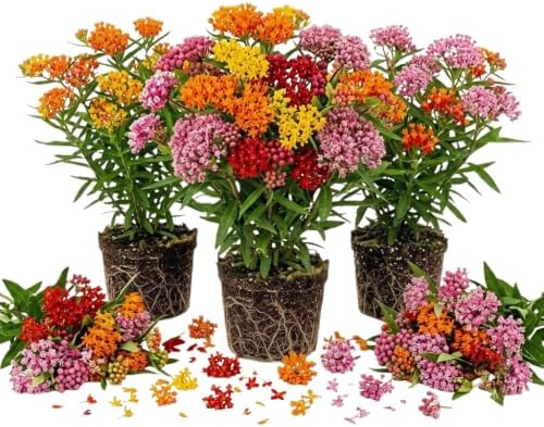 3 Mixed Butterfly Milkweed Plants Live, Well-Rooted Starter Plant by AKTRD