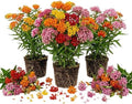 3 Mixed Butterfly Milkweed Plants Live, Well-Rooted Starter Plant by AKTRD