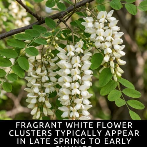 100 Black Locust Seeds | Robinia Pseudoacacia Flowering Tree Seeds - Image 3