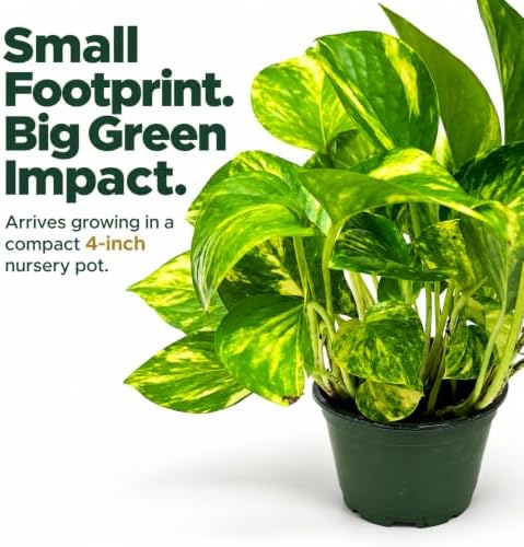 Golden Pothos Live Plant - 4 Inch Pot Classic Indoor Vine - Image 6