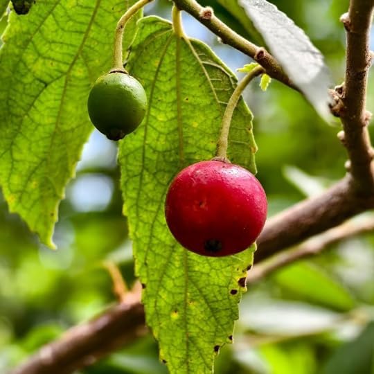 Jamaican Cherry Tree (4 Pack) Strawberry Tree | Live Plant for Sale | Easy to Grow Plants | Edible Fruit Plant for Sustainable Living | Grow Your Food on Your Edible Organic Garden - Image 2