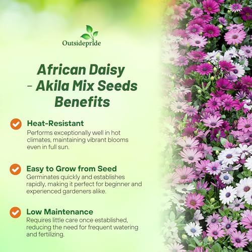 Outsidepride Akila Mix Osteospermum African Daisy Seeds - 20 Pcs. Perennial Flower Seeds for Planting Outdoors with Long-Lasting Blooms, Drought-Tolerant, Easy to Grow for Sunny Gardens & Borders - Image 3