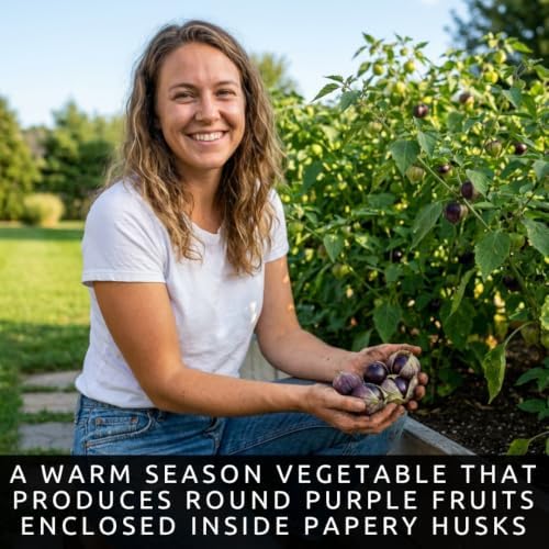 100 Purple Tomatillo Seeds | Heirloom Vegetable Seeds for Planting - Image 2