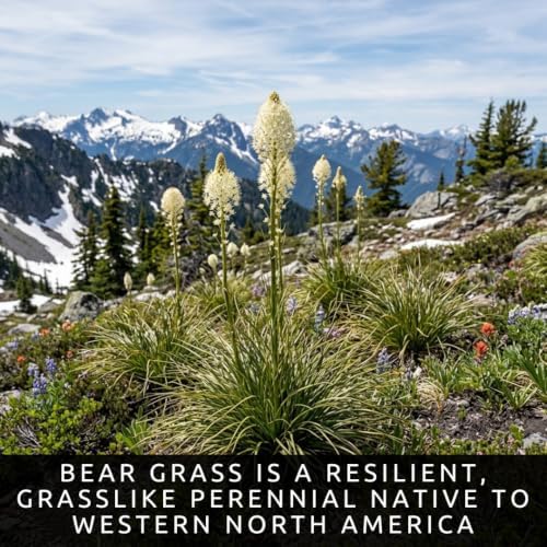 50 Bear Grass Seeds | Xerophyllum Tenax Native Perennial - Image 2