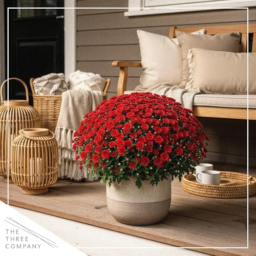 Chrysanthemum - Red Blooms, Live Fall Flowering Perennial, 15" Tall by 12" Wide in 3 Qt Pot - Image 7