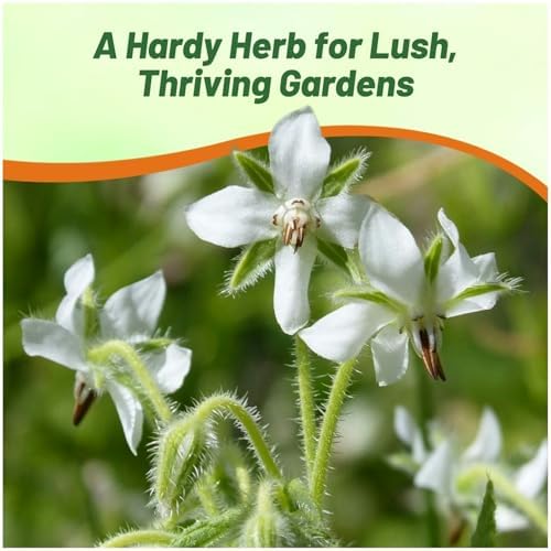 Outsidepride White Borage Seeds for Planting – 2000 Pcs. Annual, Drought-Tolerant Herb Seeds with Star-Shaped Blooms, Attracts Bees for Pollinator Gardens, Summer Teas, Decoration & Culinary Use - Image 6