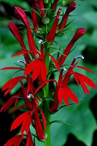 Cardinal Flower Red Lobelia, 3 Live Plants - Image 2