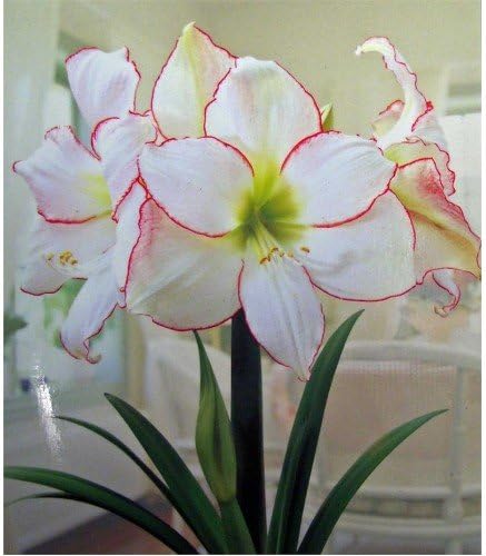 Amaryllis Picotee Healthy Bulb 28-30cm! Great Holiday Gift! Easy Grow Bulbs! by DaylilyNursery