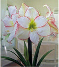 Amaryllis Picotee Healthy Bulb 28-30cm! Great Holiday Gift! Easy Grow Bulbs! by DaylilyNursery