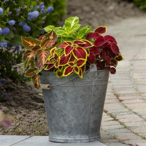 Park Seed Wizard Select Mix Improved Coleus Seeds, Vibrant Red and Green Foliage Blend for Bedding, Borders, and Containers, Naturally Bushy Habit, Pack of 40 - Image 3