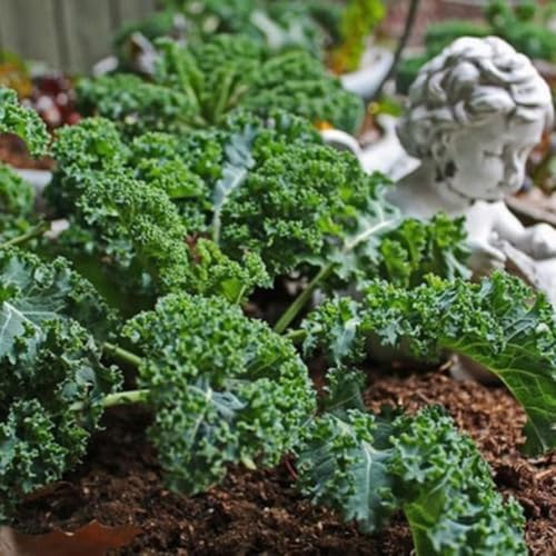 2 Kale Plants, Live Kale Plant in 4'’ Pot, Live Vegetable Seedling - Image 3