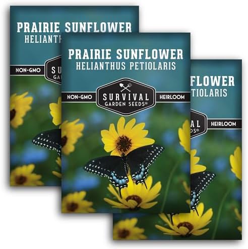 Native Prairie Sunflower Seeds (Helianthus petiolaris) (3 Pack) by SurvivalGardenSeeds