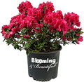 Sunglow Azalea, Live Evergreen Flowering Shrub, 3 Gallon by BloomingBeautiful
