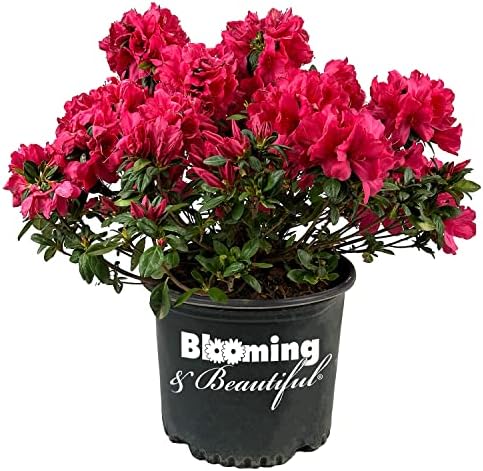 Sunglow Azalea, Live Evergreen Flowering Shrub, 3 Gallon by BloomingBeautiful