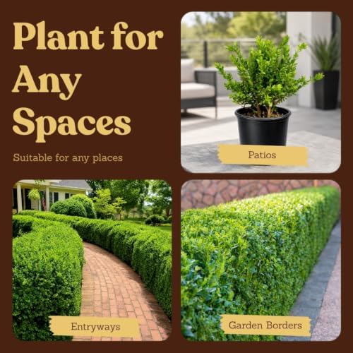 Boxwood Bonsai Tree Live, Buxus Evergreen Starter Plant, 1-Gallon - Image 5