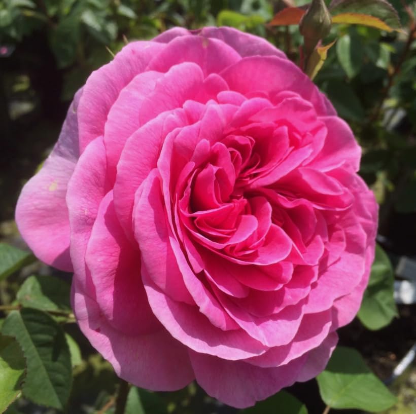 Climbing Roses Live Plants 5-8 "Tall 3" Pot, Heirloom Roses Climber Repeat Flowering, Vibrant Blooms, Hardy Shrub Outdoor Garden Flower (Pink) - Image 3