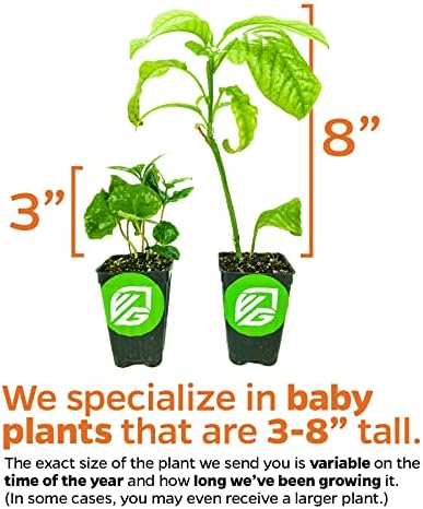 Yellow Long Neck Fig Live Plant - Ficus carica by Wellspring Gardens - Yellow-Fruit Tree Starter Plant, Live Fig Plant, Edible Tropical Plants Live, Garden and Patio Tree, Great for Outdoor Plant - Image 2