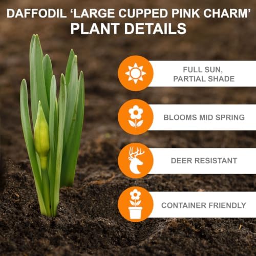 Garden State Bulb Narcissus Large Cupped Pink Charm Daffodil Flower Bulbs, 16/18cm (Bag of 50) - Image 2