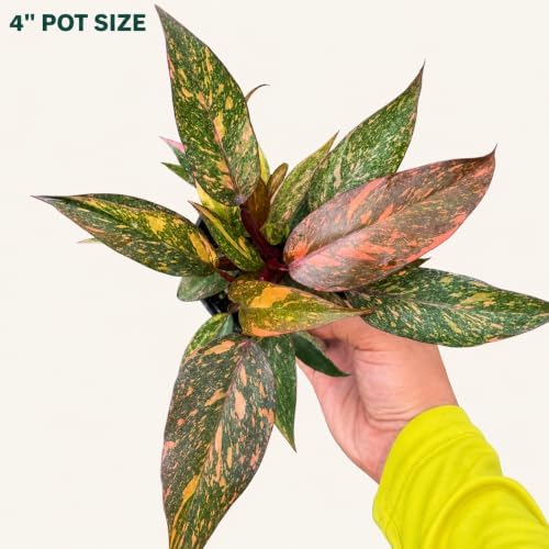 Philodendron Orange Princess Live Plant, Rare Variegated Houseplant - Image 3