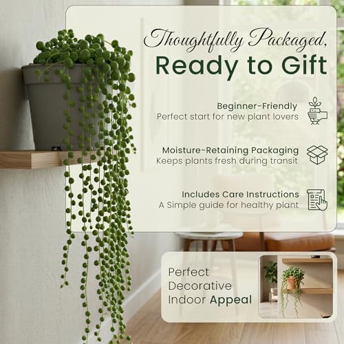 Live Trailing Succulent Plants, Rooted String Varieties, 5-Pack, 2 Inch Pot - Image 6