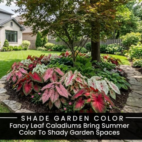 10 Fancy Mix Caladium Bulbs – Colorful Heart Shaped Foliage for Containers - Image 3