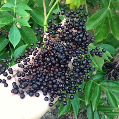 Black Elderberry Bush Live Plant, 6-12" Tall, Quart Pot, Hardy Berry Shrub - Image 7