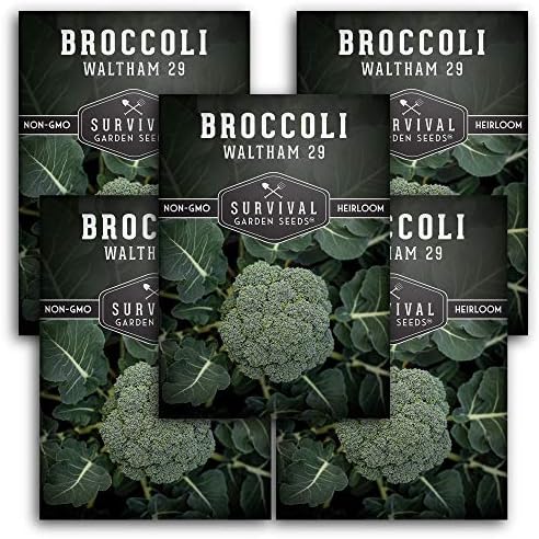 Waltham 29 Broccoli Seeds for Planting – Survival Garden Seeds (5 Packs) by SurvivalGardenSeeds