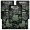 Waltham 29 Broccoli Seeds for Planting – Survival Garden Seeds (5 Packs) by SurvivalGardenSeeds