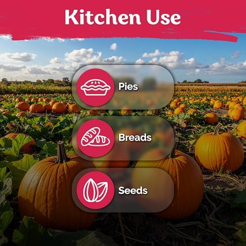 25 Big Max Pumpkin Heirloom Vegetable Seeds for Planting, Cucurbita Pepo - Image 6