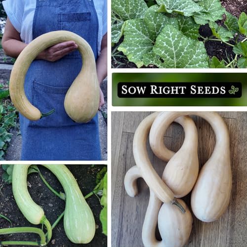 Sow Right Seeds - Rampicante Tromboncino Squash Seed for Planting Garden - Image 4