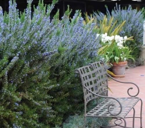 Tuscan Blue Rosemary Live Plant, Fragrant Herb, 3.5" Pot - Image 3