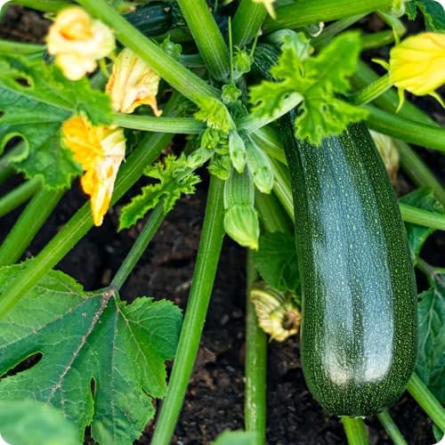 50+ Black Beauty Zucchini Seeds for Planting - Non-GMO Heirloom Vegetable Garden - Summer Squash - Classic Zucchini Seeds - Image 2