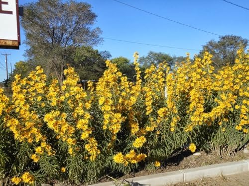 Maximilian Sunflower Seeds - 3000+ Count - for 2026 Planting Prairie Sunflower Perennial Wildflower Drought Tolerant Deer Resistant Tall Yellow Flower Grow Your Own Home Farm Patio - Image 4