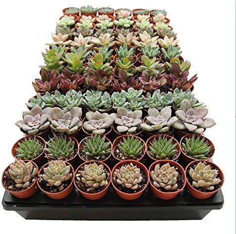 1.75" Mini Succulent Assortment (72 Pack) - Image 2