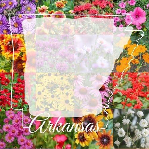 Arkansas Bulk Perennial and Annual Non-GMO Wildflower Seed Mix 1/2lb Covers 1,000sq-ft - Attract Pollinators, Multi-Color Blooms - Southeast US Species Plant in Spring/Fall (1/2 Pound) by PaperStreetPerennials