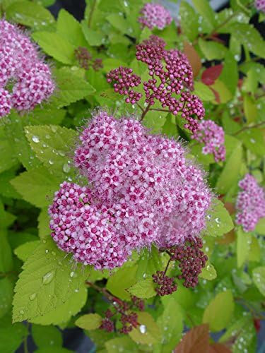 Proven Winners - Spiraea jap. Double Play Big Bang (Spirea) Shrub, large pink flw., #3 - Size Container - Image 4