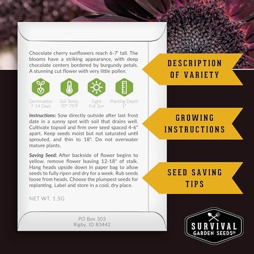 Dark Sunflower Seeds for Planting – 4 Gothic Heirloom Sunflowers - Image 2