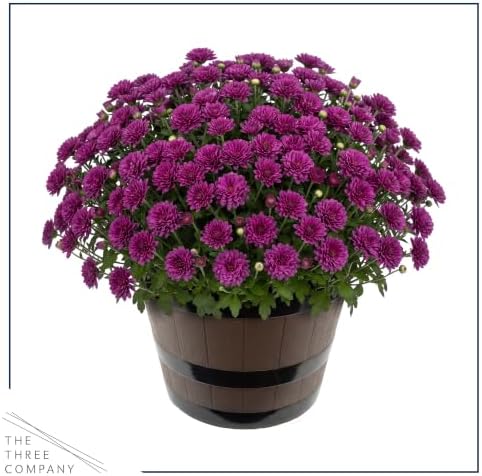 Chrysanthemum (Wine Barrel Deco Pot), Purple Blooms, Live Fall Flowering Perennial, 15" Tall by 12" Wide in 3 Qt Pot - Image 4
