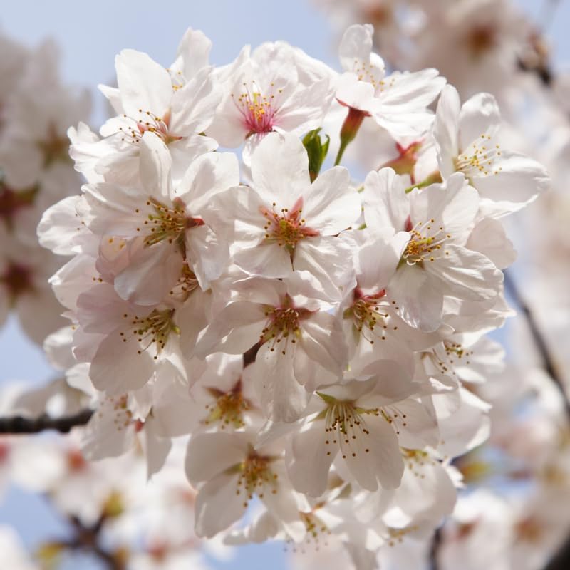 White Cherry Blossom Tree, 8-12" Tall Cherry Blossom Live in Pot - Image 4