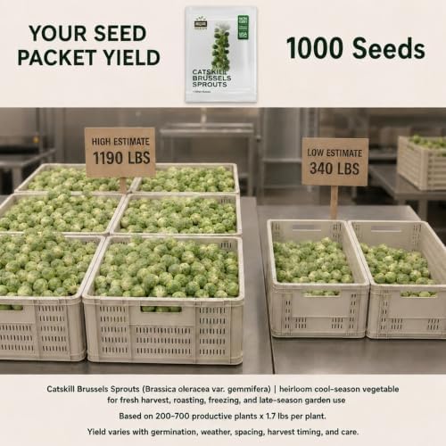 1,000 Catskill Brussels Sprouts Seeds for Planting - Heirloom Non-GMO USA Grown by RDR Seeds - Image 2
