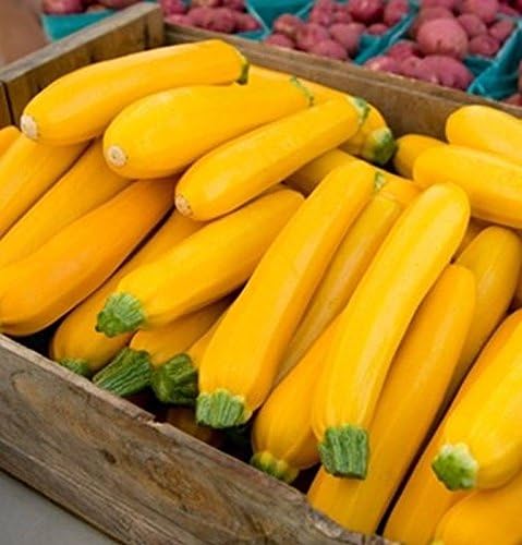Golden Glory F1 Hybrid Zucchini Squash Seeds - Excellent Disease Resistance(50 - Seeds) - Image 2