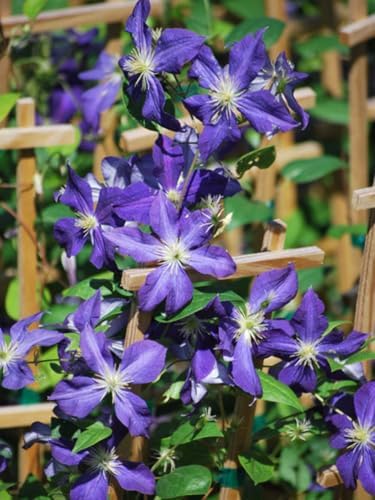 Perennial Farm Clematis 'Jackmanii' Hybrid – Live Flowering Vine in 4 Quart Container, Large Deep Purple Blooms, Vigorous Grower, Long Blooming, Ideal for Trellises, Fences & Garden Arches - Image 4
